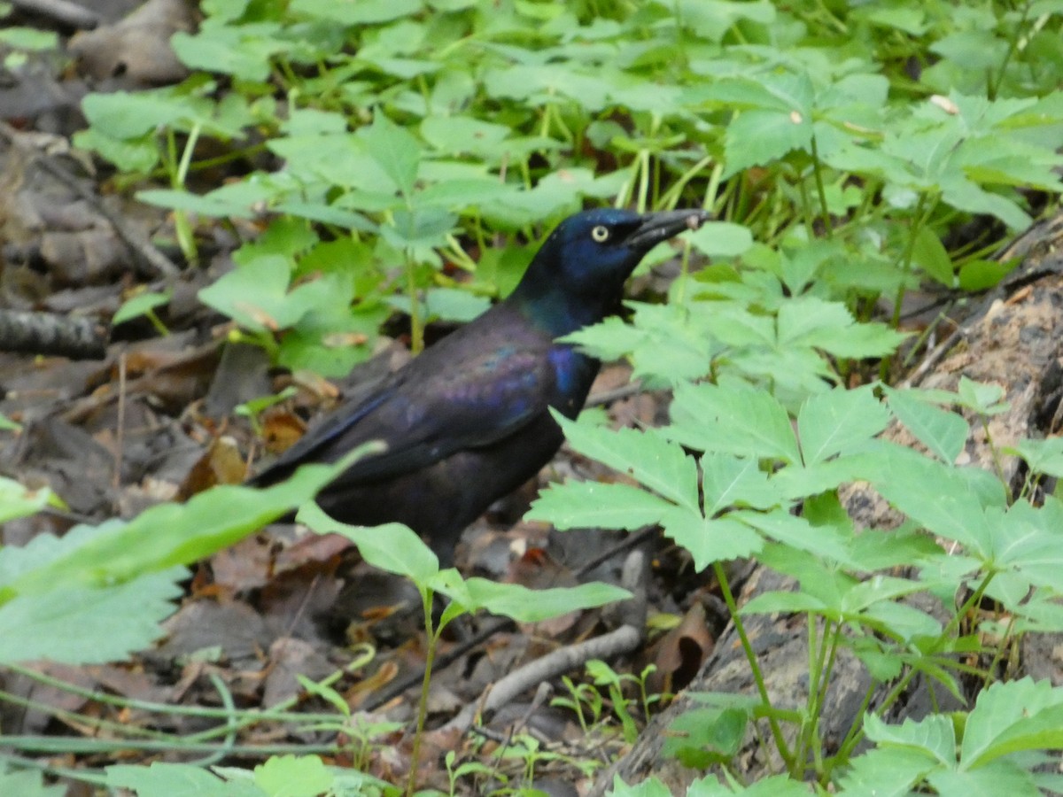 Common Grackle - ML635266605