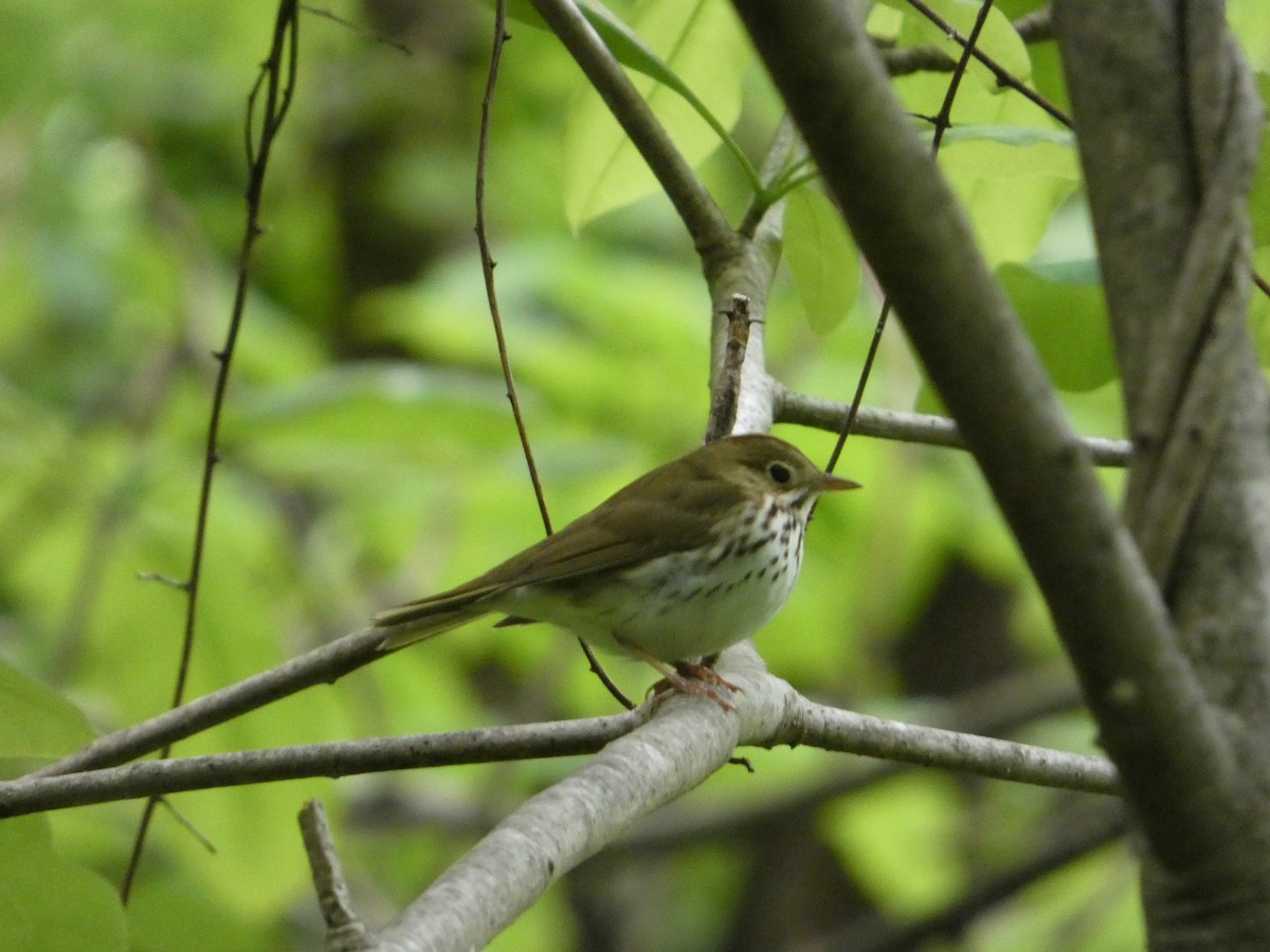 Ovenbird - ML635266643
