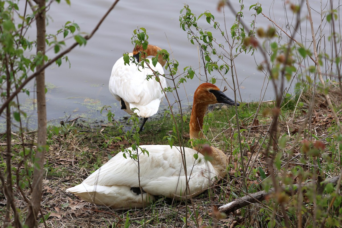 Trumpeter Swan - ML635266648