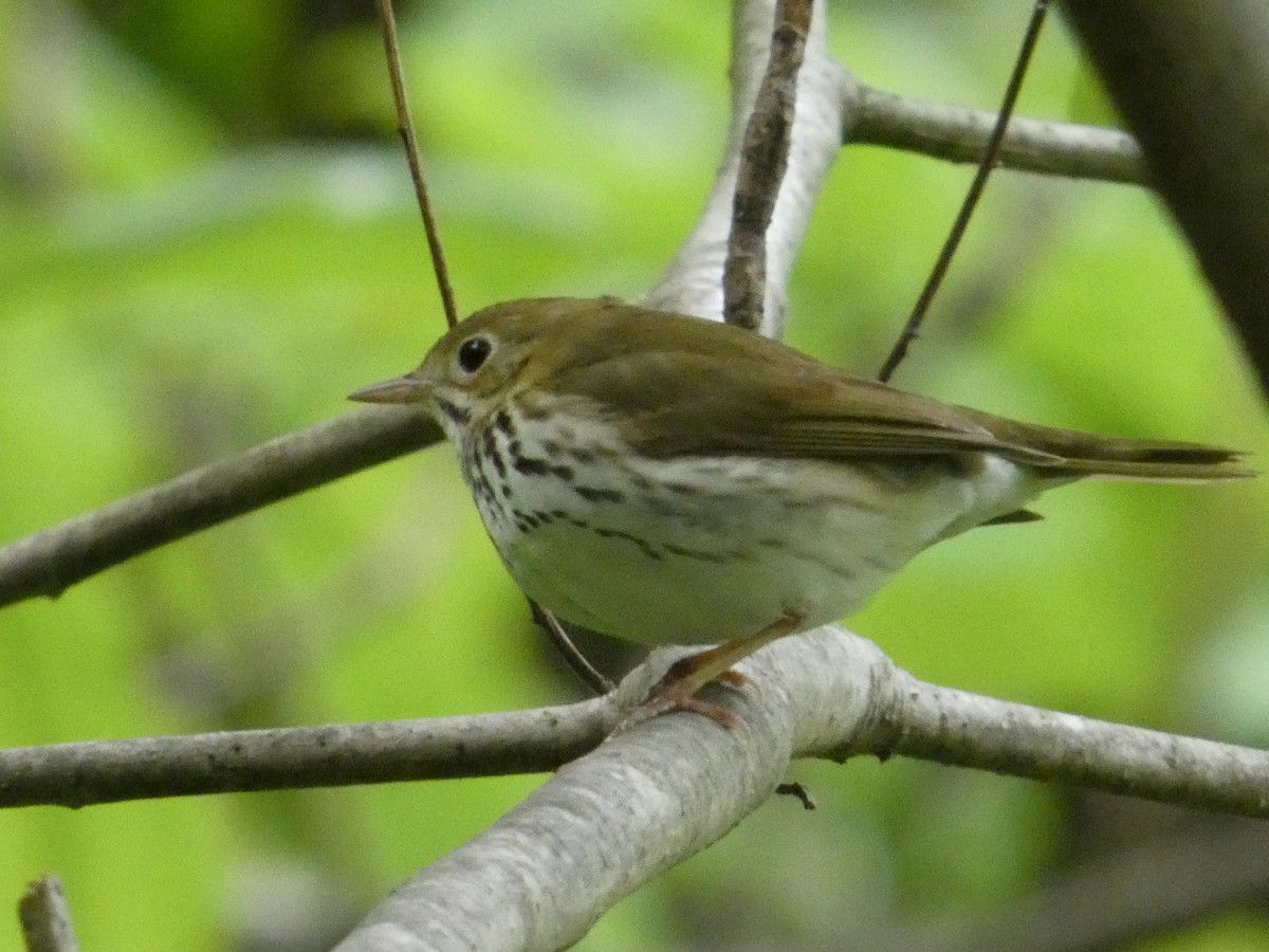 Ovenbird - ML635266676
