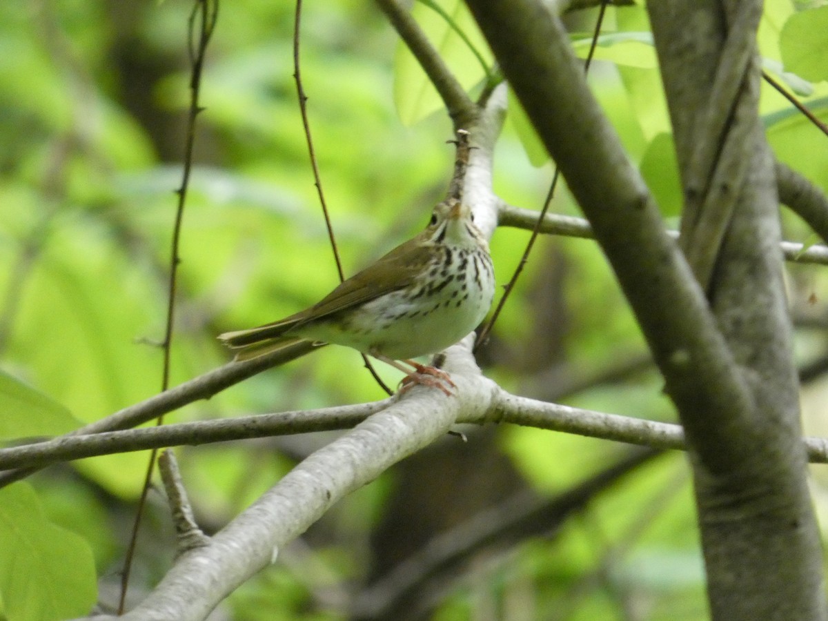 Ovenbird - ML635266703