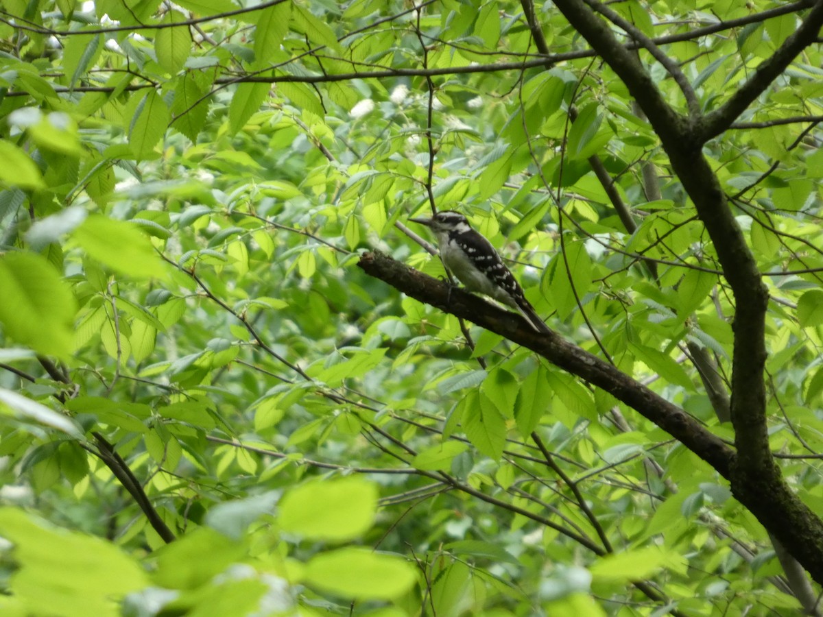 Hairy Woodpecker - ML635266736