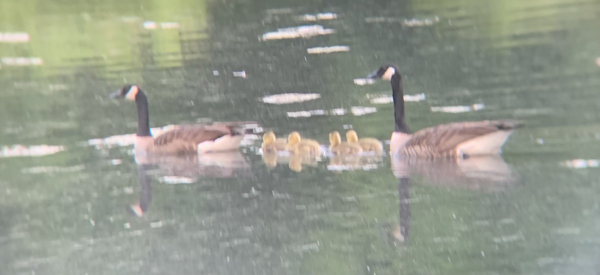 Canada Goose - ML635266744