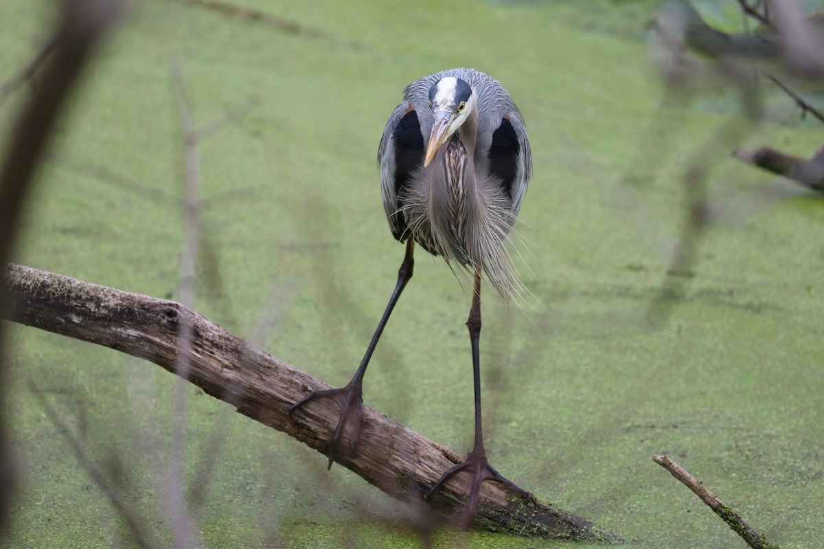 Great Blue Heron - ML635266752