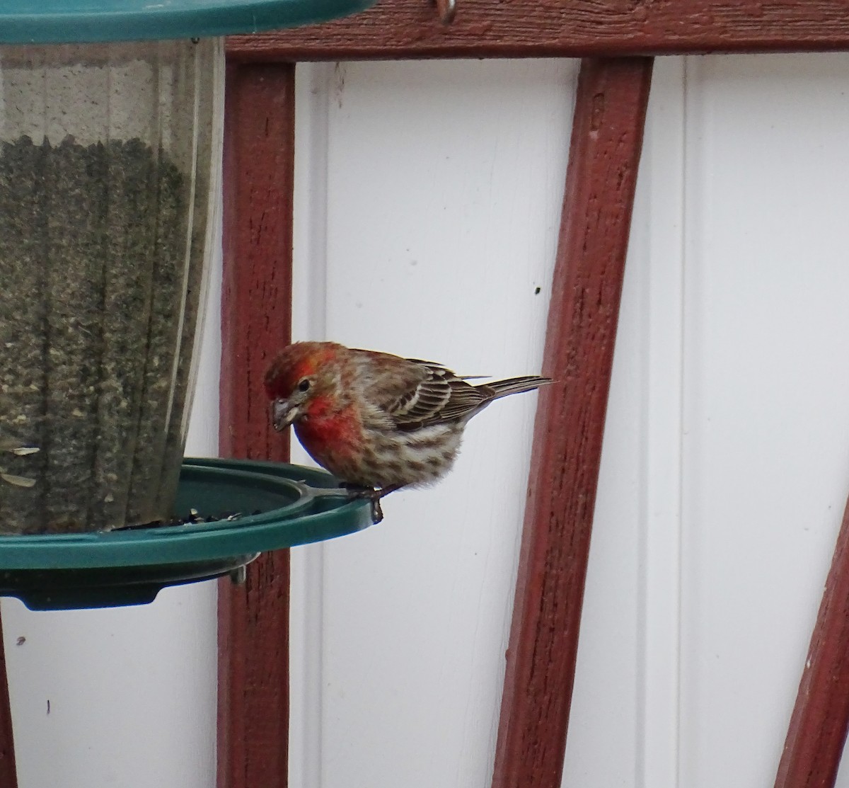 House Finch - ML635266759