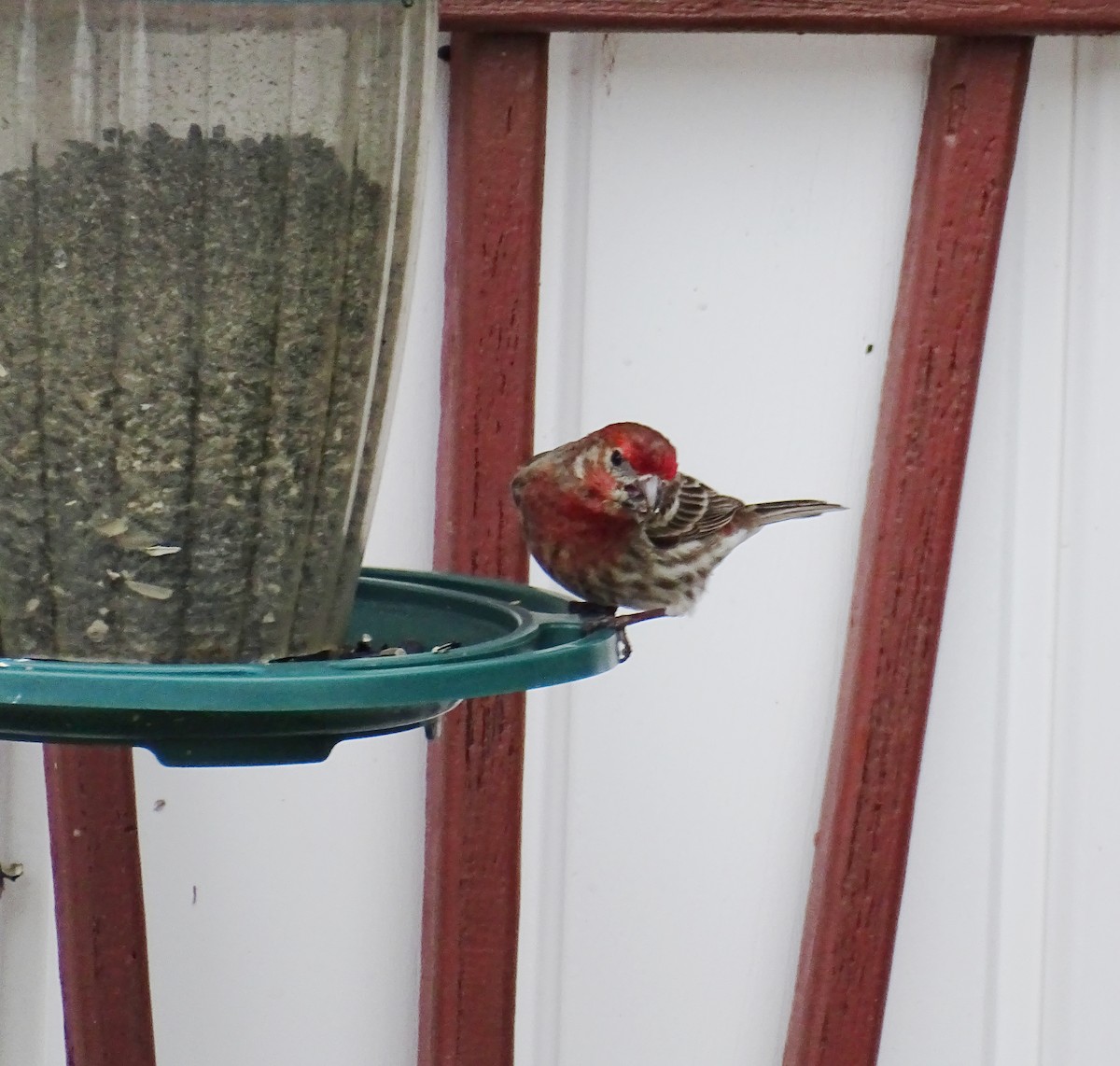 House Finch - ML635266760