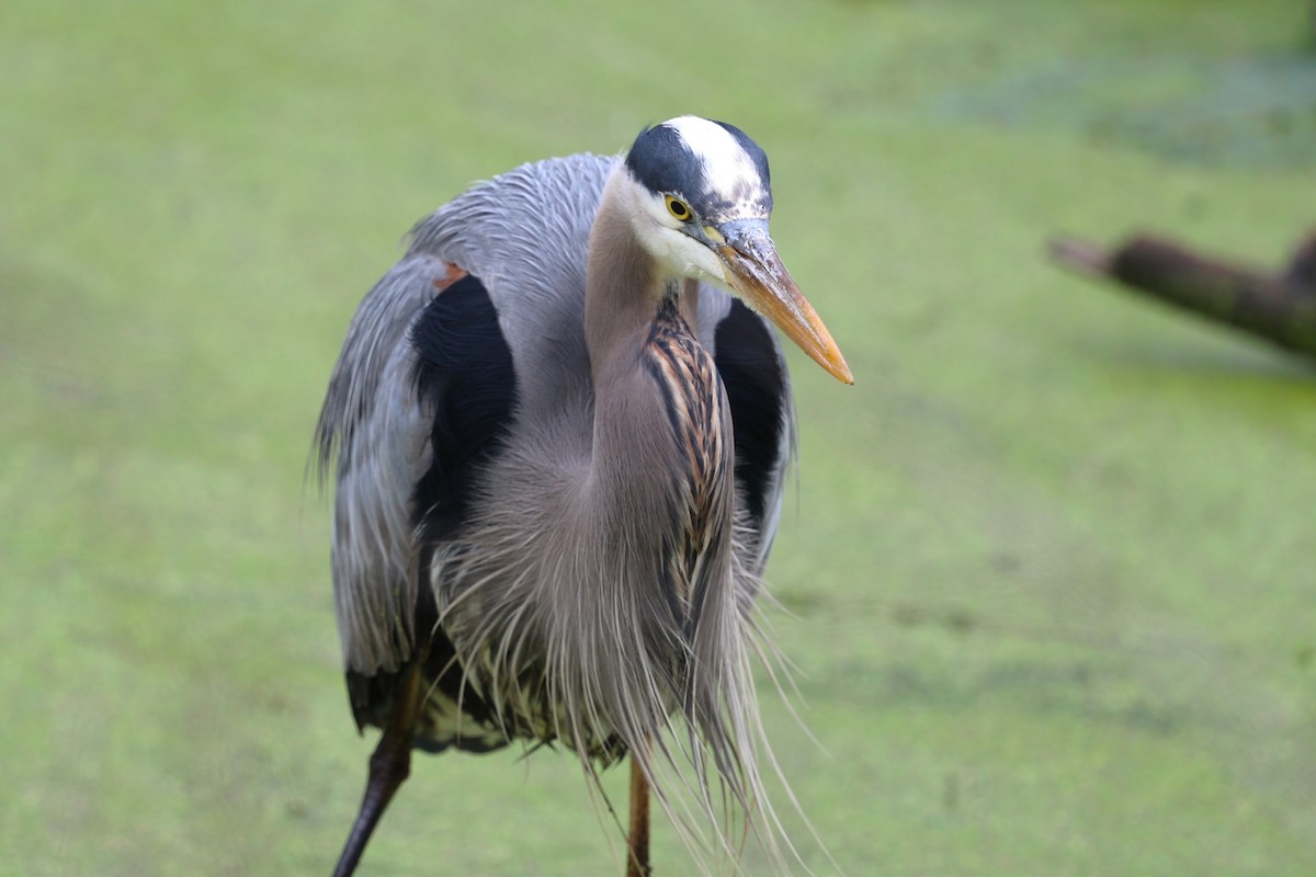 Great Blue Heron - ML635266761