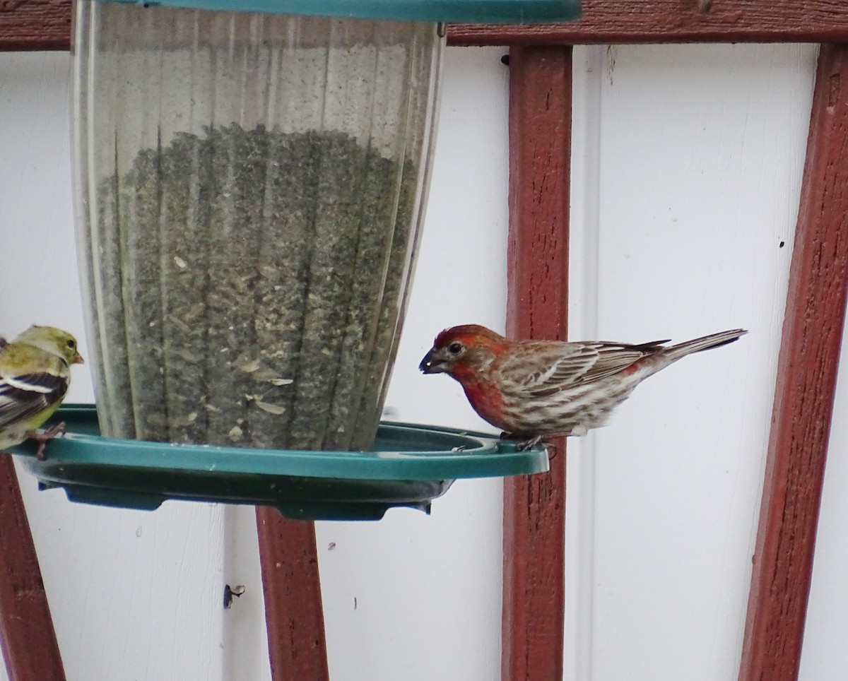House Finch - ML635266762
