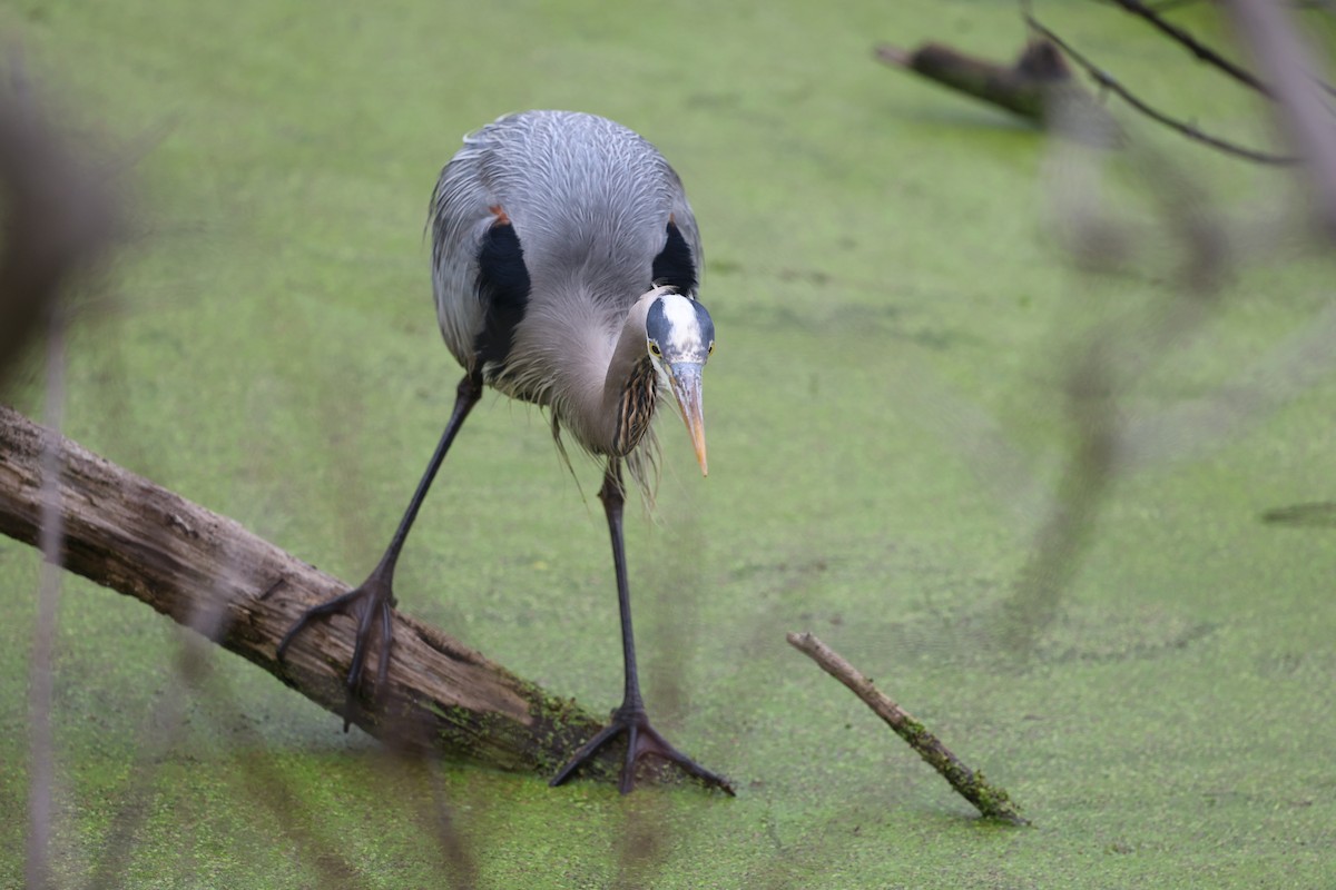 Great Blue Heron - ML635266771
