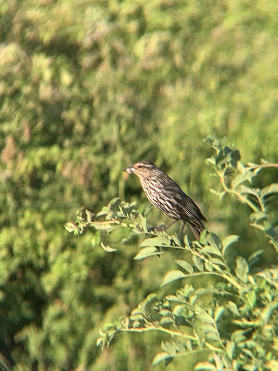 Red-winged Blackbird - ML635266774