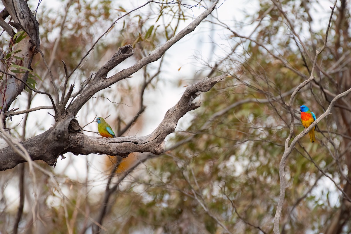 Scarlet-chested Parrot - ML635266839