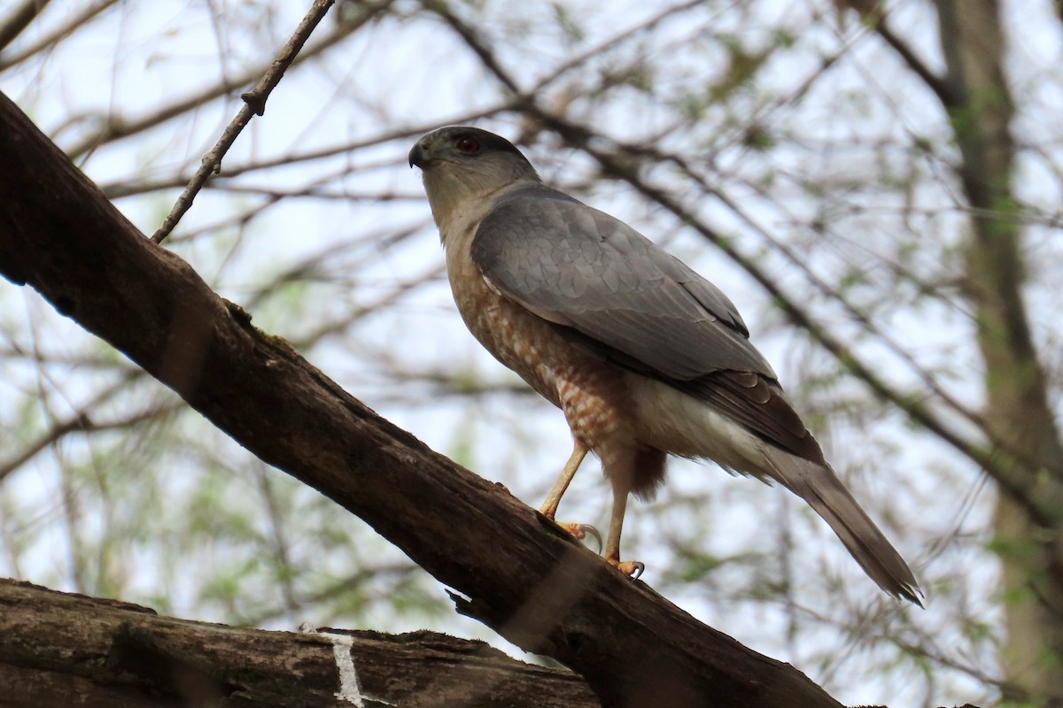 Cooper's Hawk - ML635266876