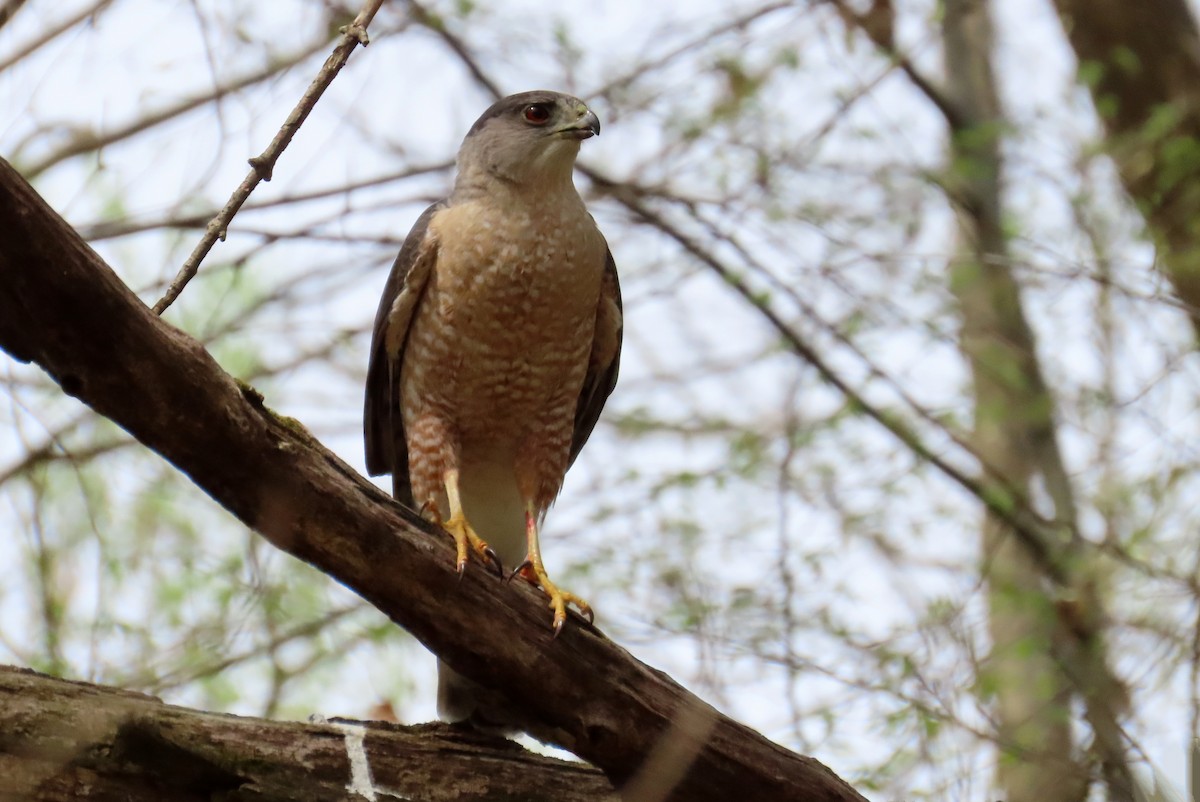 Cooper's Hawk - ML635266877