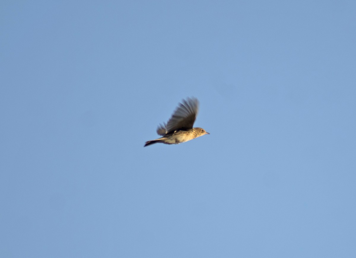 Pampas Pipit - ML635266985
