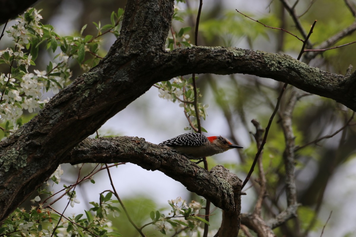 Red-bellied Woodpecker - ML635267043