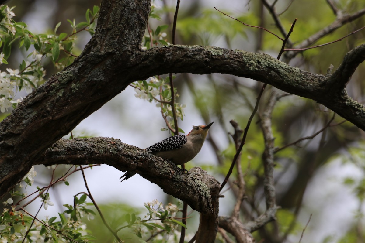 Red-bellied Woodpecker - ML635267044