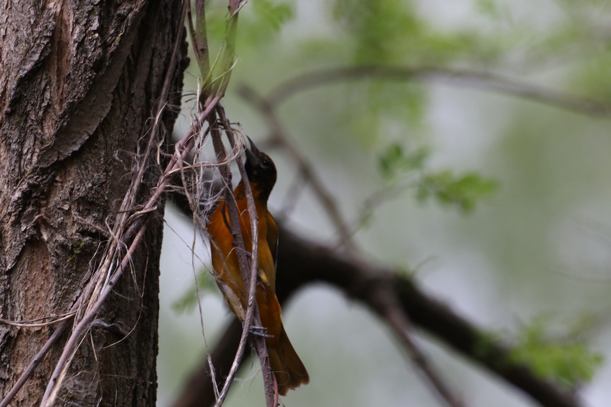 Baltimore Oriole - ML635267086
