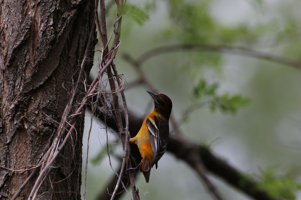 Baltimore Oriole - ML635267087