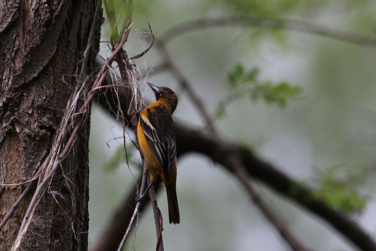 Baltimore Oriole - ML635267088