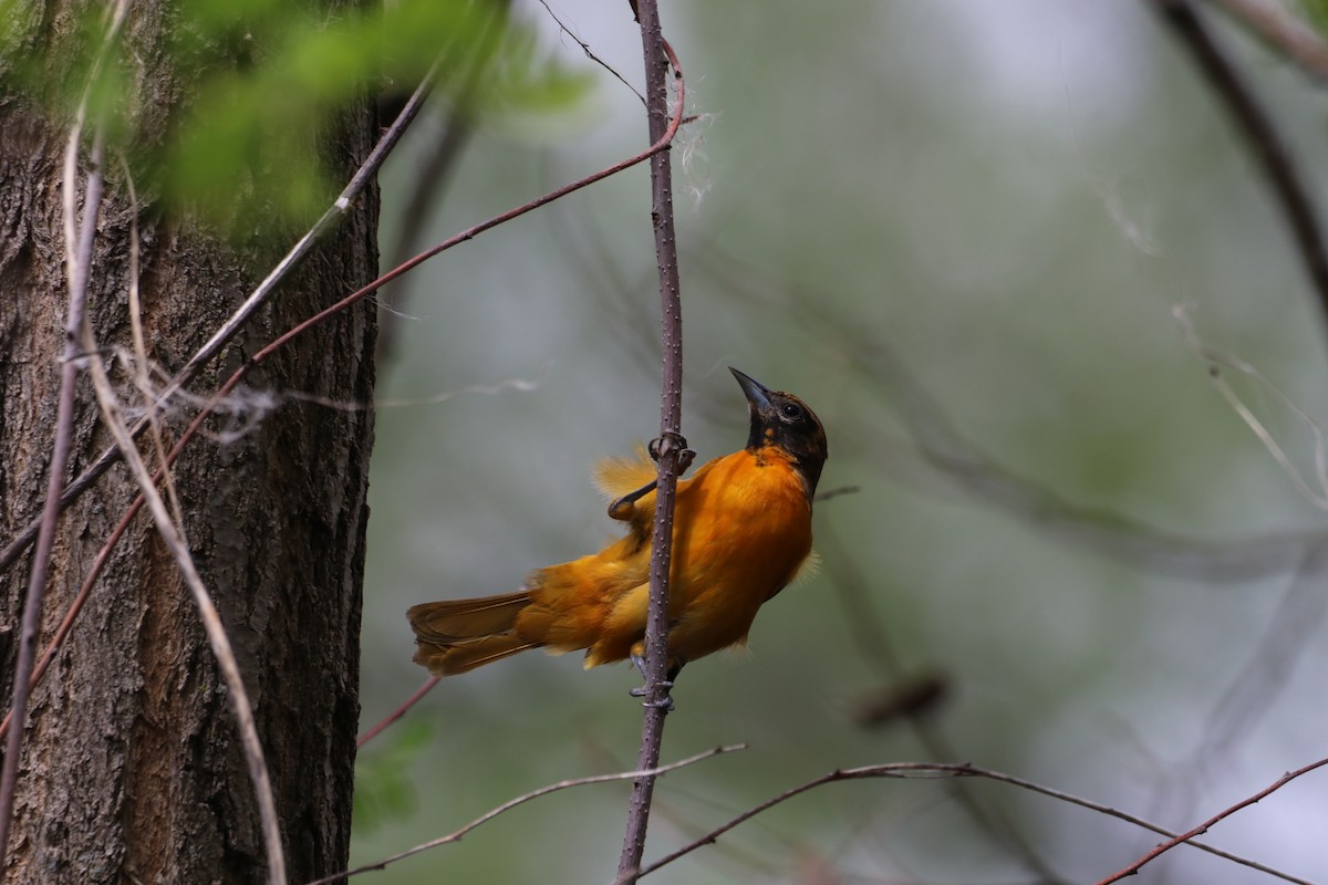 Baltimore Oriole - ML635267089