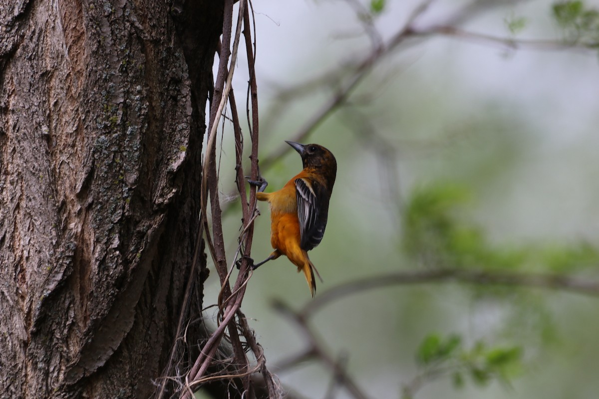 Baltimore Oriole - ML635267090