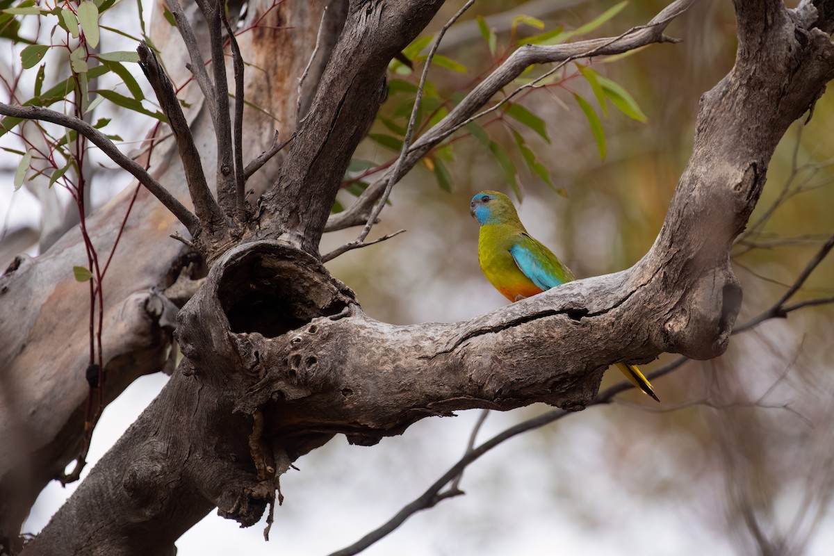 Scarlet-chested Parrot - ML635267097