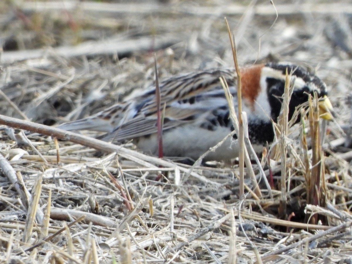 Lapland Longspur - ML635267107