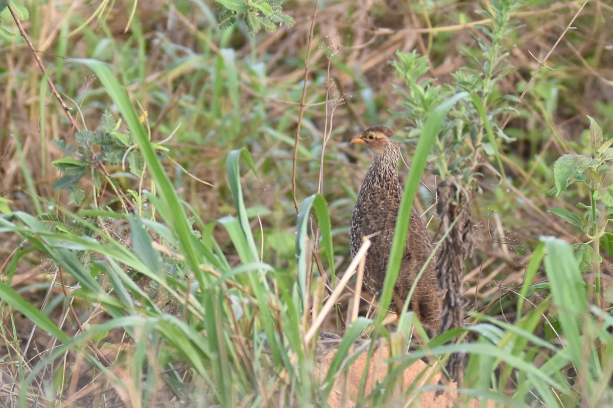 Francolin à bec jaune - ML635267166