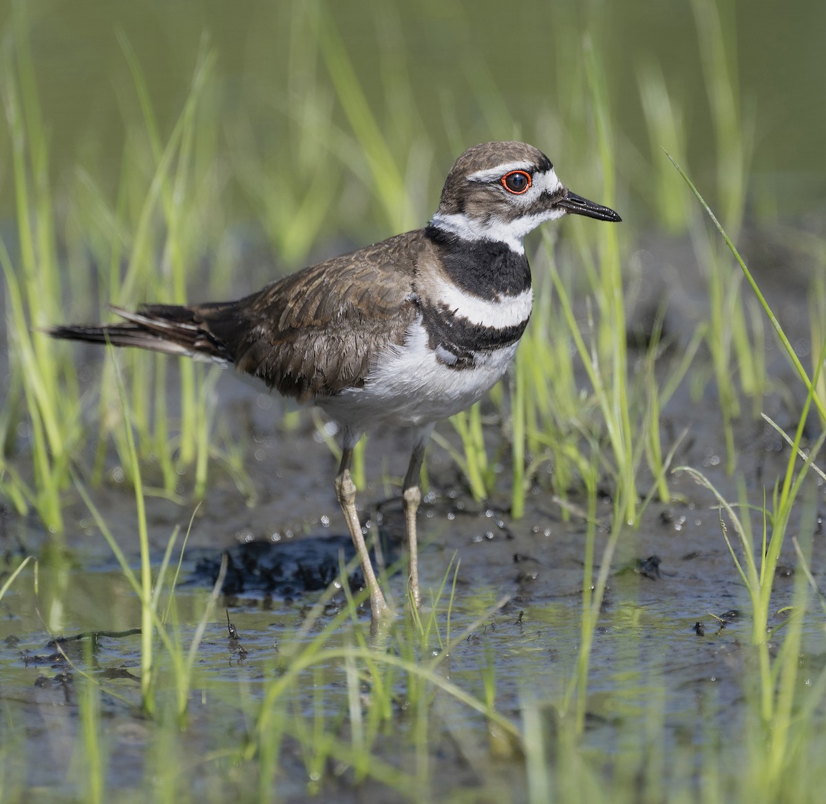 Killdeer - ML635267180