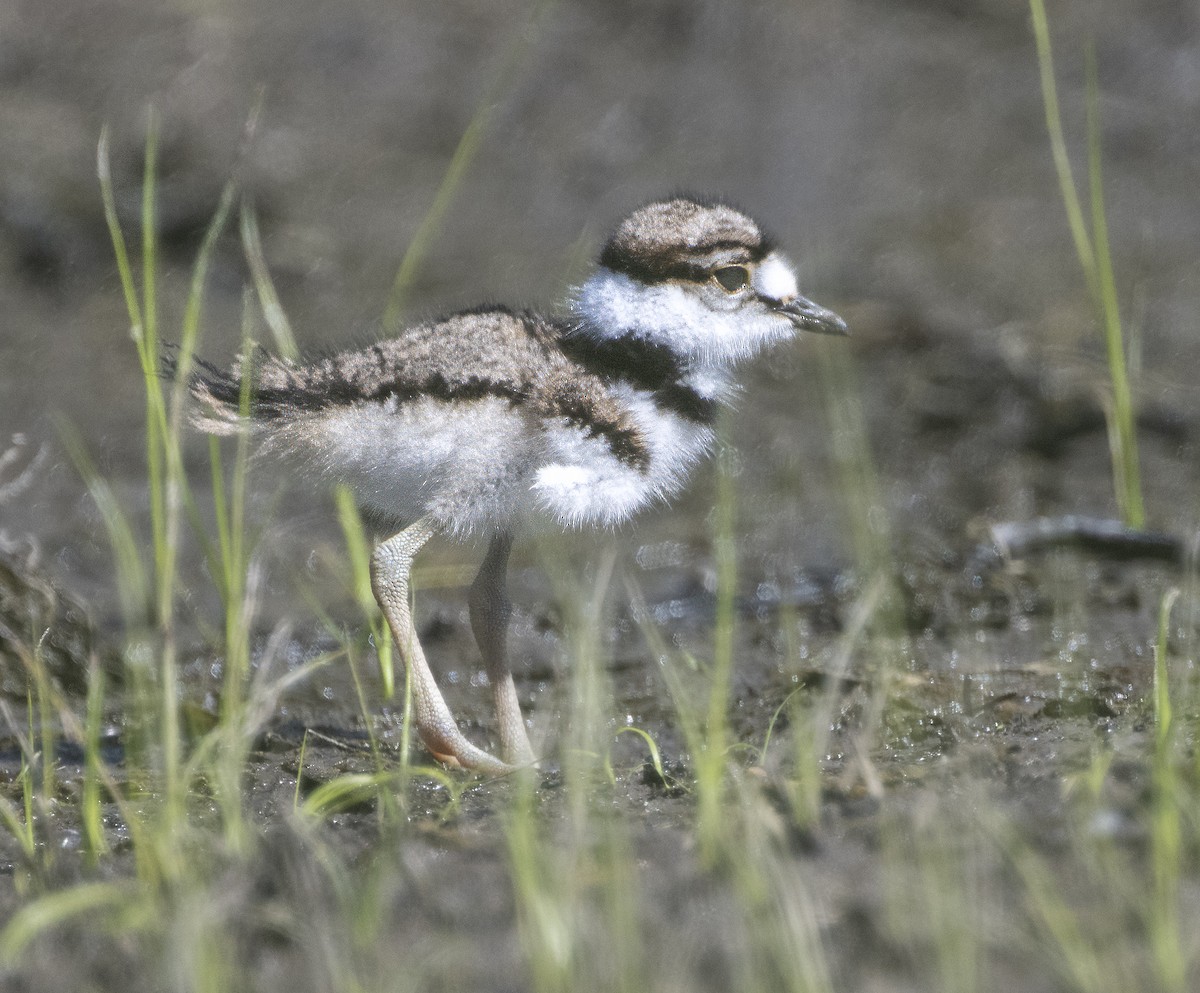 Killdeer - ML635267181