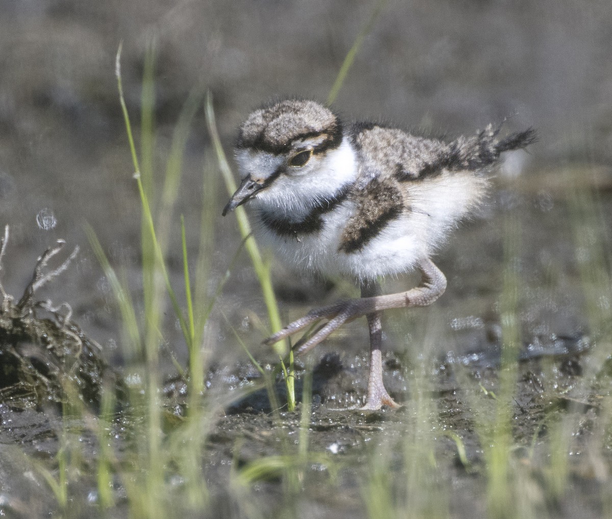 Killdeer - ML635267182