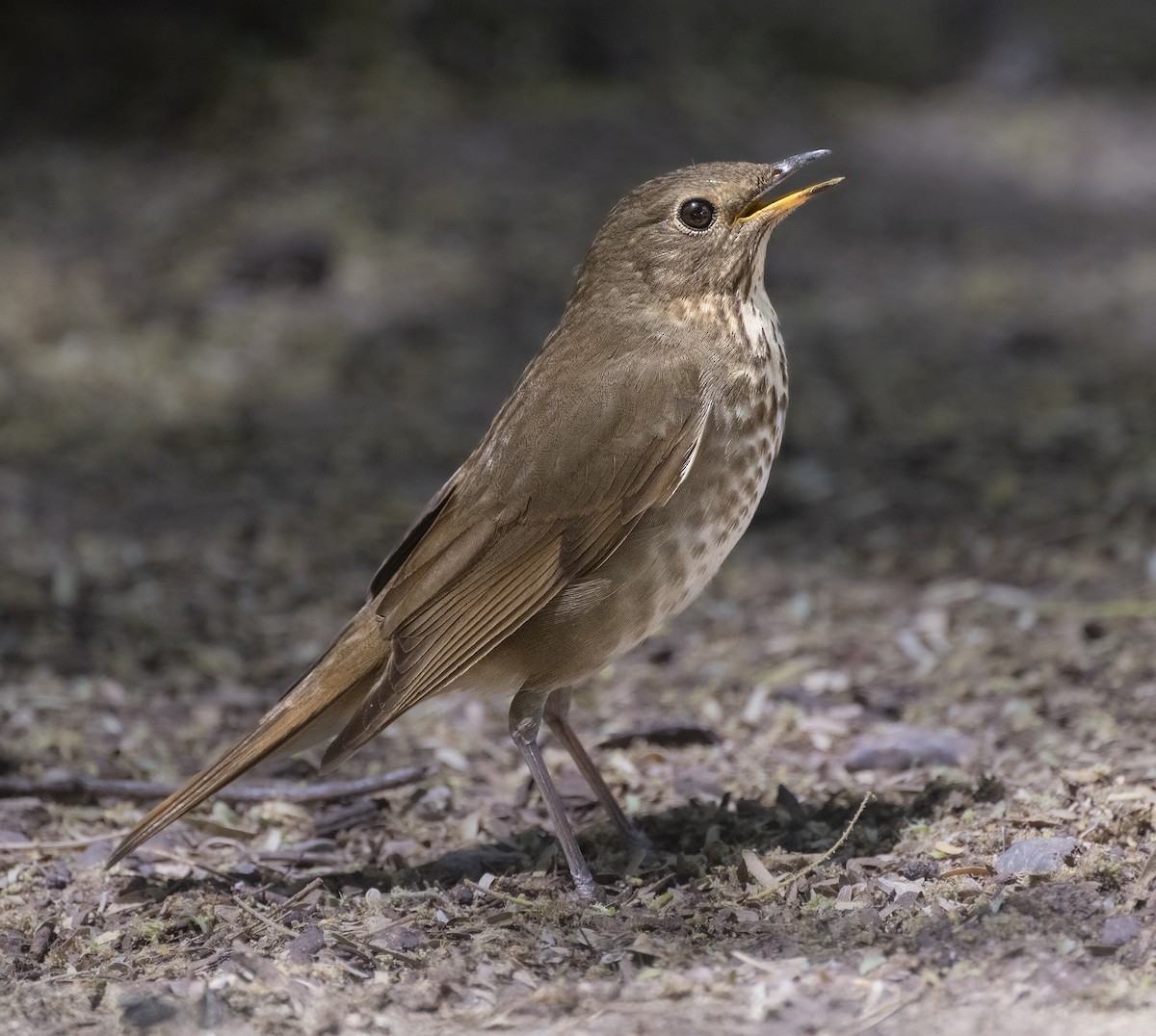 Swainson's Thrush (Russet-backed) - ML635267218