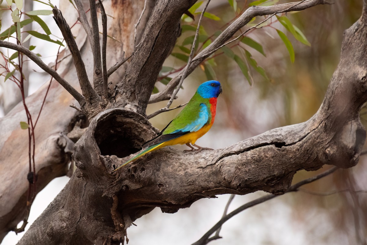 Scarlet-chested Parrot - ML635267268