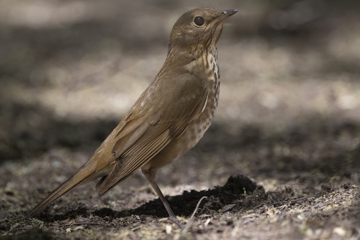 Swainson's Thrush (Russet-backed) - ML635267279