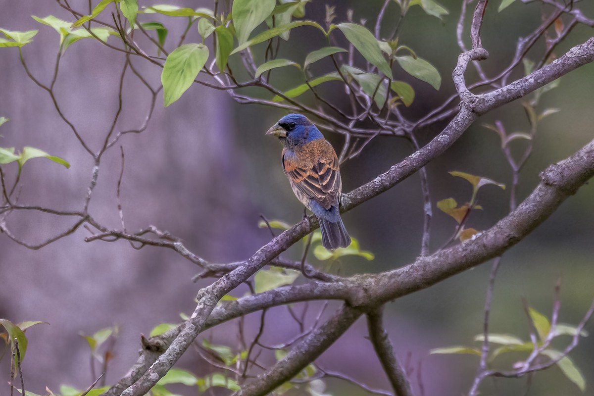 Blue Grosbeak - ML635267313