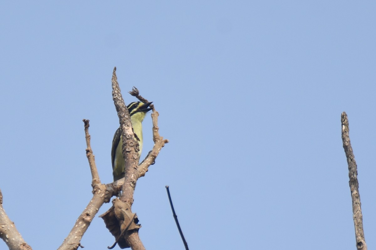 Yellow-throated Tinkerbird - ML635267412