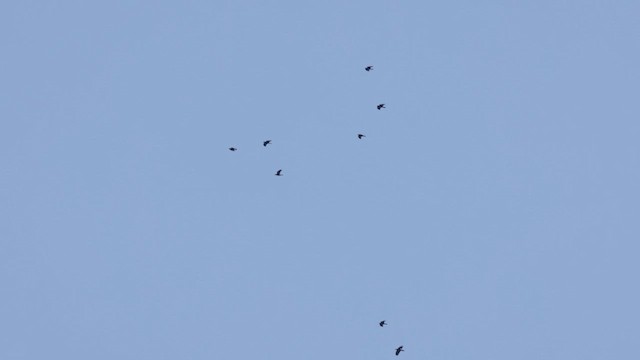 Common Raven - ML635267414
