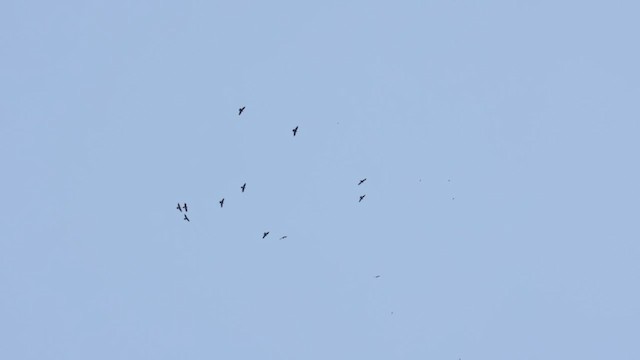 Common Raven - ML635267419