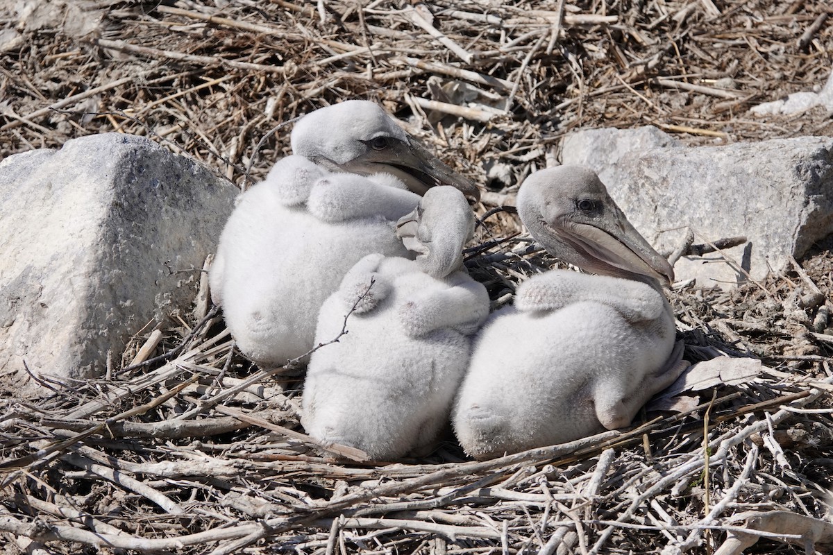 Brown Pelican - June McDaniels
