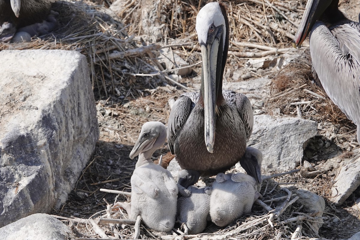 Brown Pelican - June McDaniels