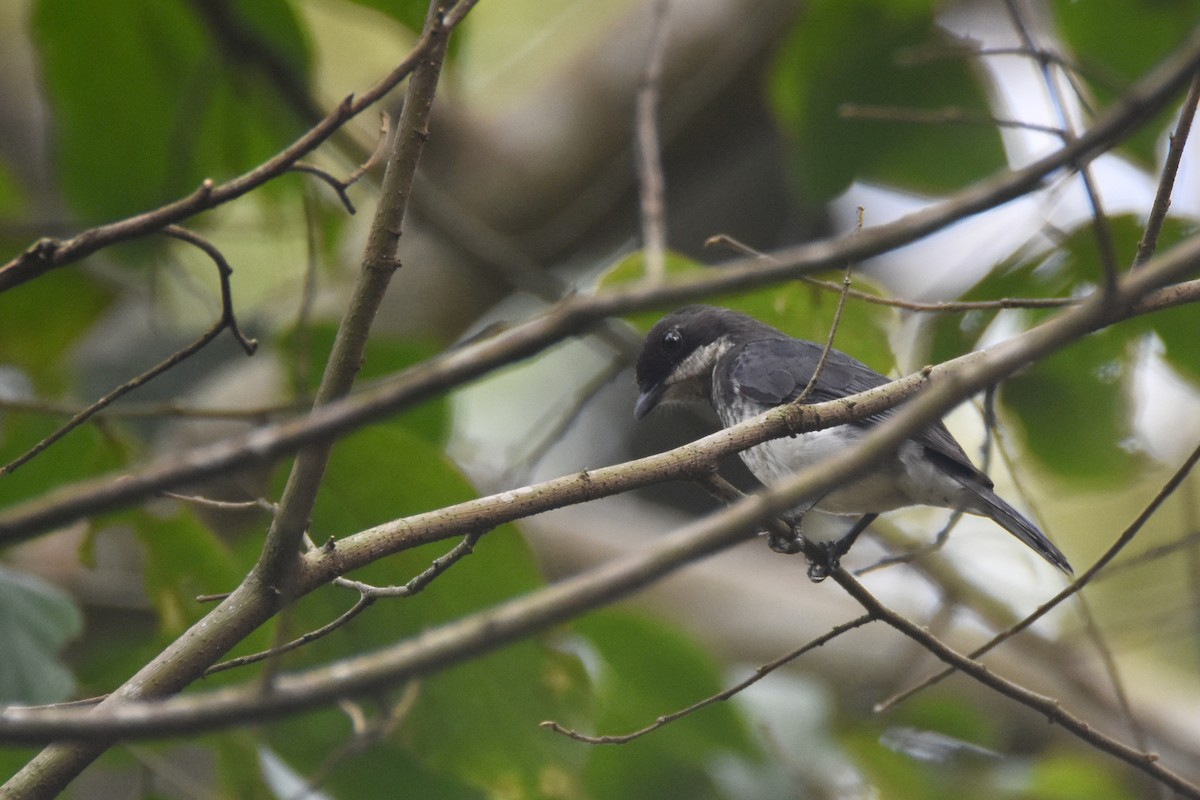 African Forest-Flycatcher (Eastern) - ML635267480