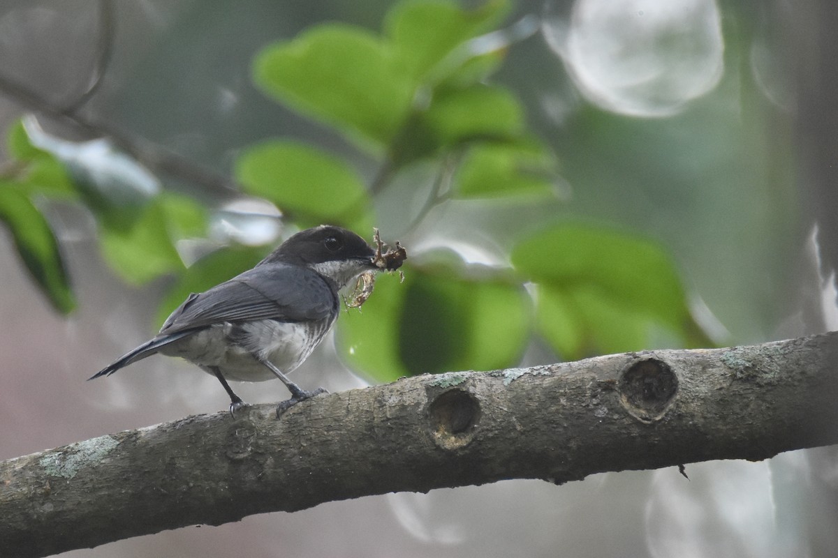 African Forest-Flycatcher (Eastern) - ML635267481