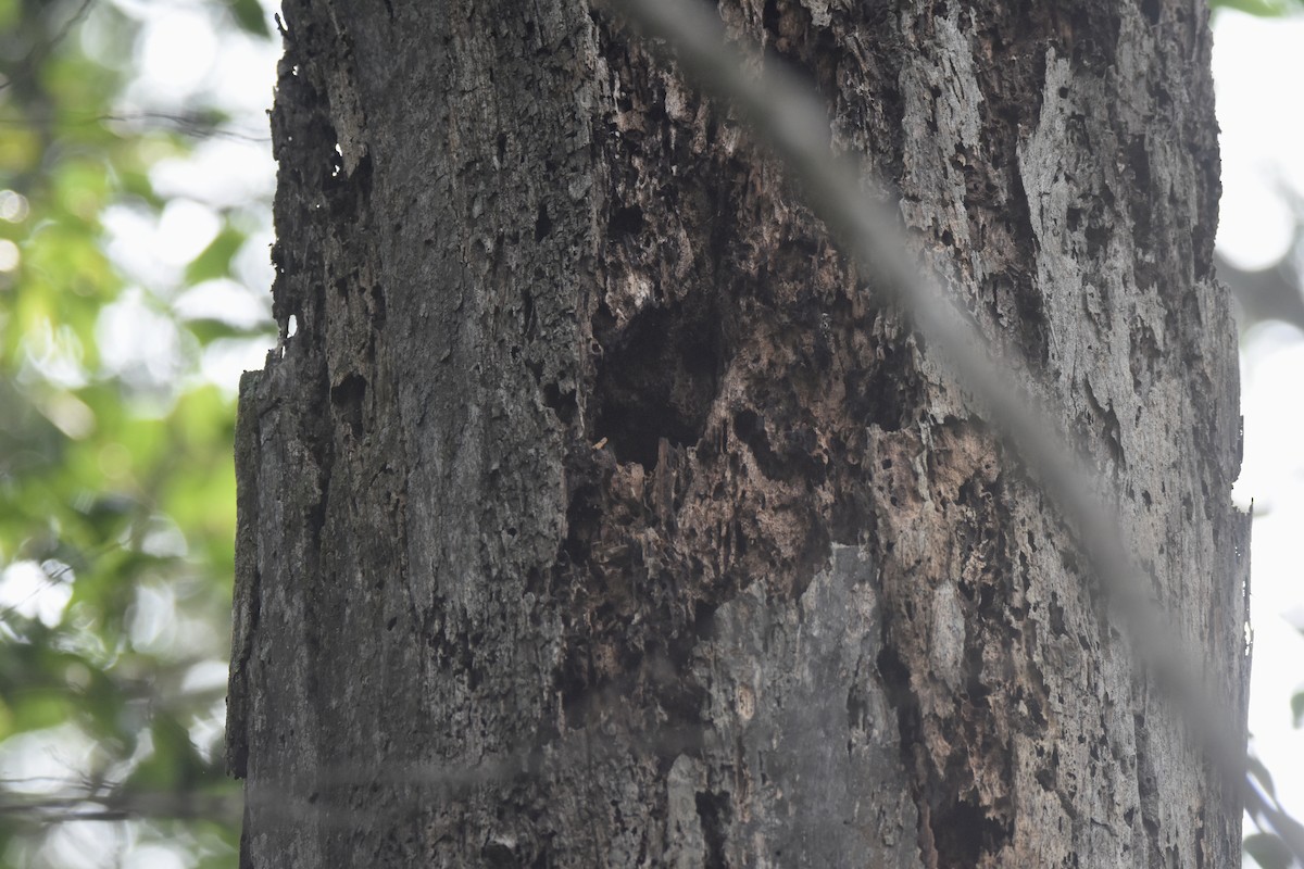 African Forest-Flycatcher (Eastern) - ML635267486