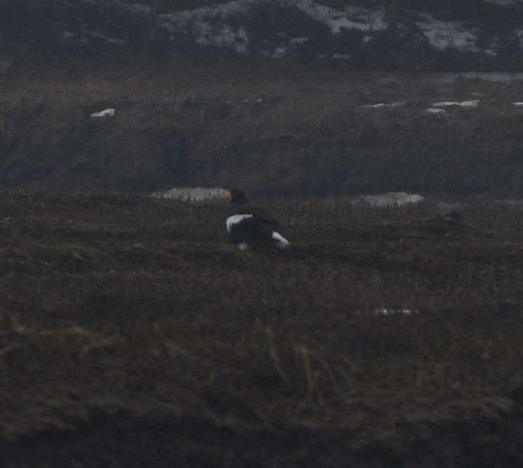 Steller's Sea-Eagle - ML635267489