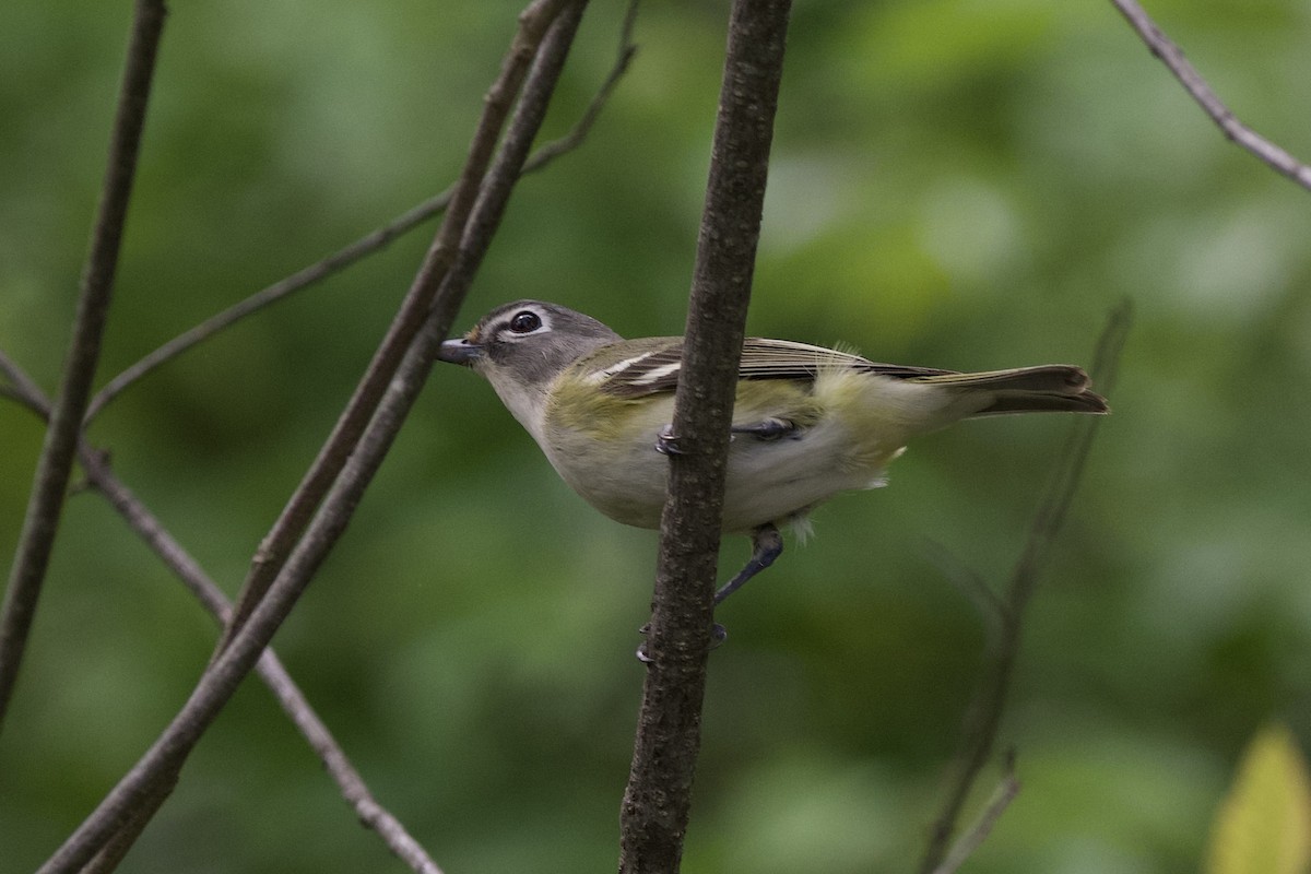 Blue-headed Vireo - ML635267495