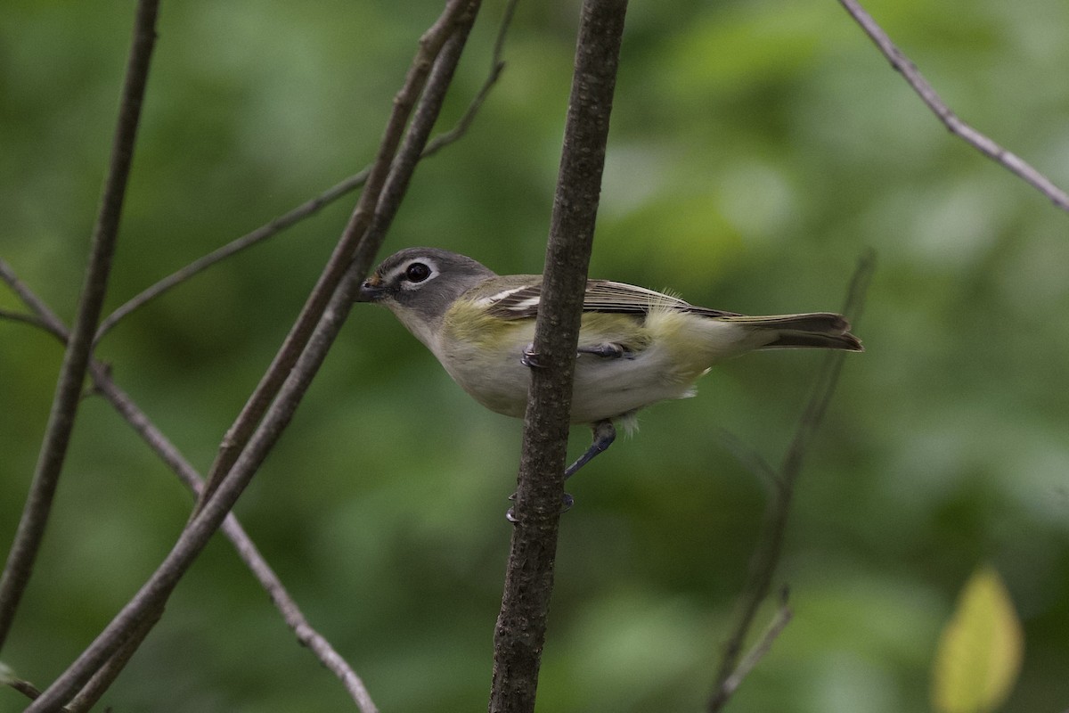 Blue-headed Vireo - ML635267496