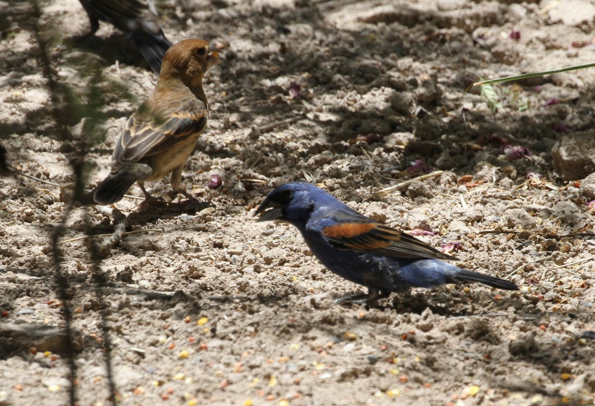 Blue Grosbeak - ML63526751