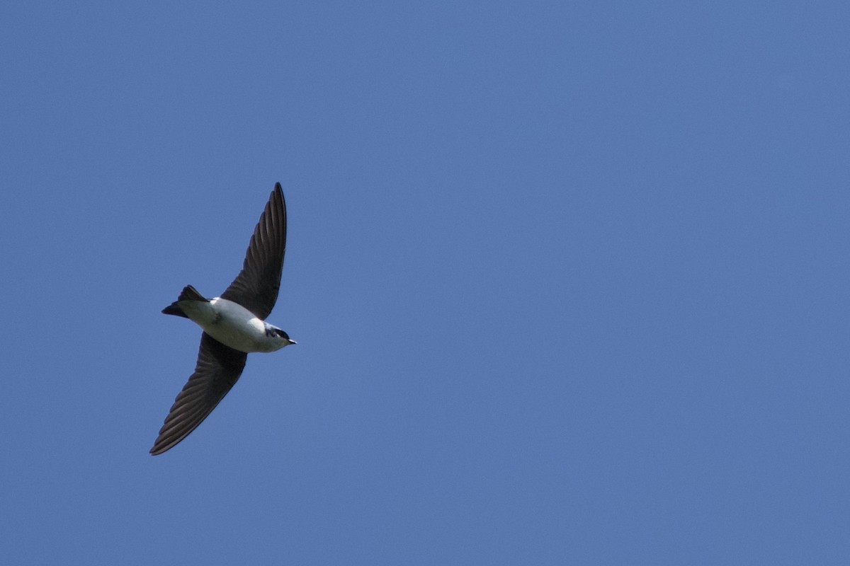Tree Swallow - ML635267512