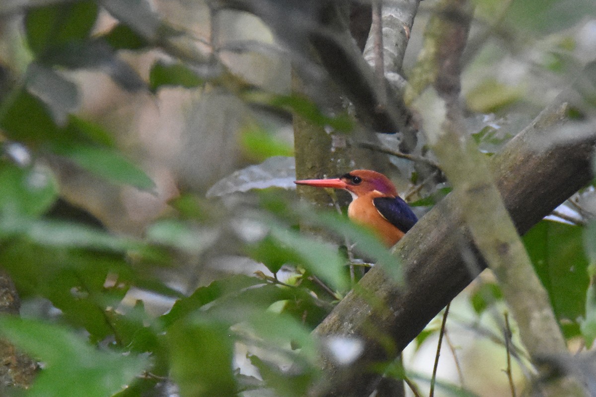 African Dwarf Kingfisher - ML635267582
