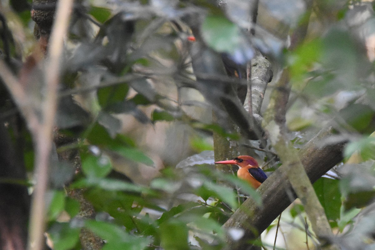 African Dwarf Kingfisher - ML635267583
